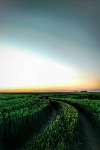 Serenity in Green: A Tranquil Horizon 🌅🌾