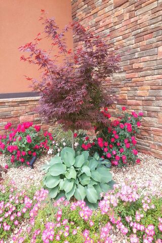 Vibrant Serenity: A Garden Oasis 🌸🌿