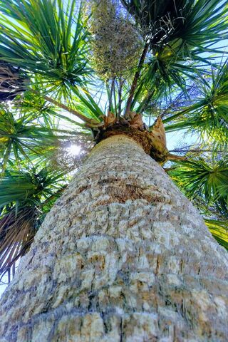 Lookin Up The Palm