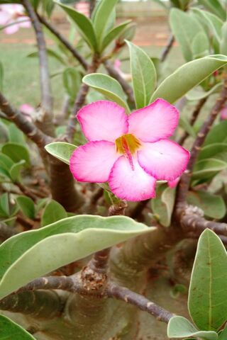 Desert Rose Delight: The Adenium Bloom 🌸