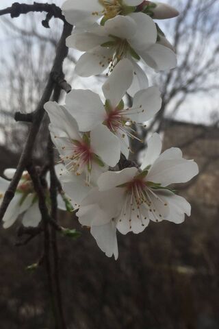 Flower壁紙 Phonekyから携帯端末にダウンロード