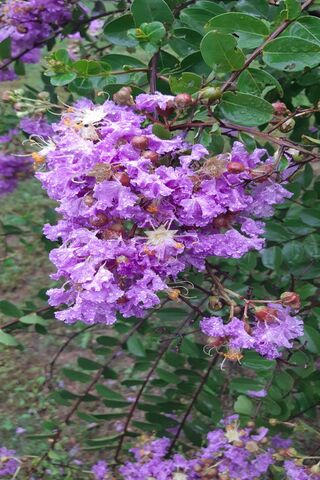 Nature's Vibrant Canvas: A Blooming Delight 🌸