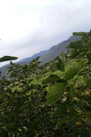 Karadeniz: The Lush Green Heart of the Black Sea