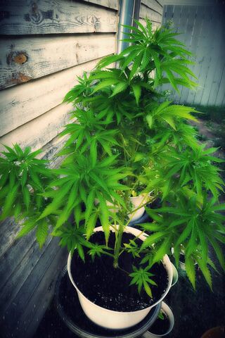 Thriving Green Dreams 🌱✨