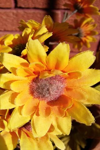 Sunshine Blooms: The Cheerful Cerrar De Girasol 🌻✨