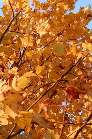 Golden Canopy: The Esse..