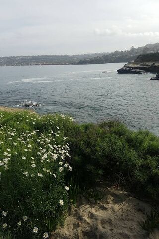 Serene Shores of La Jolla 🌊🌼