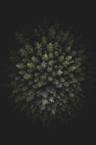 Whispers of the Woods 🌲✨