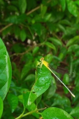 Hopper's Delight: A Dance Among the Leaves 🍃✨