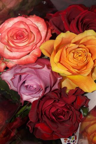 Radiant Blooms: A Symphony of Roses 🌹✨