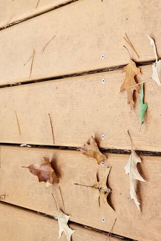 Autumn's Gentle Arrival 🍂