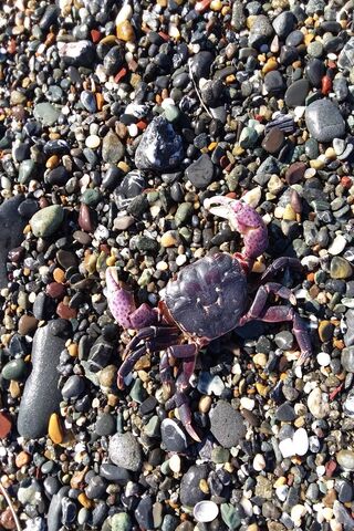Crabby Coastline Adventure 🦀🌊