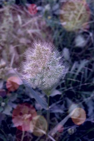 Alone Plant Kid