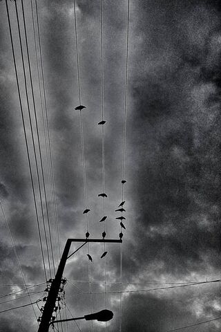 Crows in the Cityscape 🌆🖤