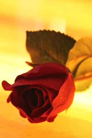 Eternal Beauty: The Timeless Rose 🌹