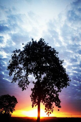 Sunset Serenity: Embracing the Golden Hour 🌅🌳