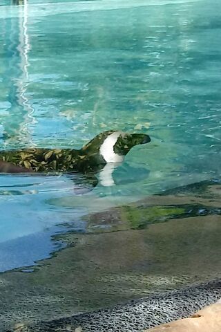 Pinguin's Splashy Adventure! 🐧💦