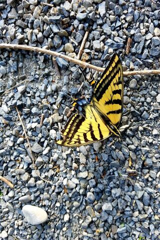 Butterfly On Ground