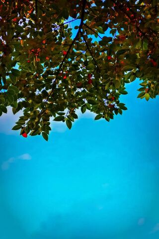 Skyward Embrace 🌿☁️