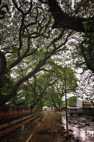 Nature's Canopy: A Serene Pathway