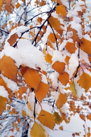 Winter's Embrace: A Gol..