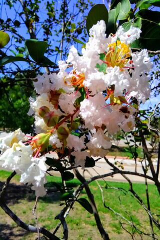 Blossoms of Serenity 🌸