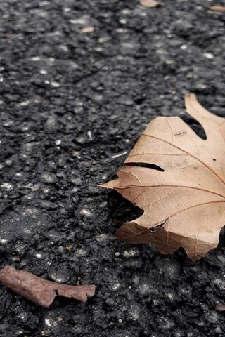 Whispers of Autumn 🍂