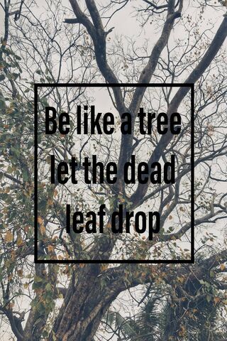 Embrace Change Like a Tree 🌳🍂