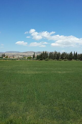 Algeria's Lush Green Oasis 🌿