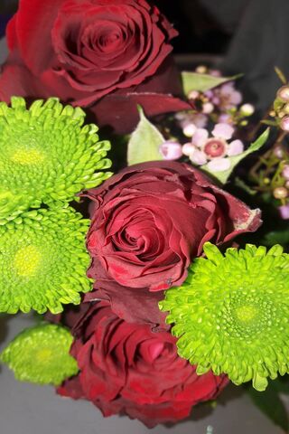 Nature's Colorful Embrace 🌹💚