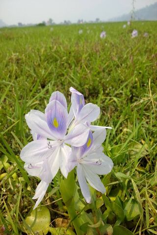 Whispers of the Wild: Nature's Elegance 🌼✨