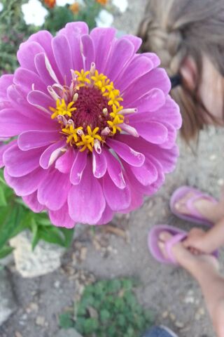 Flower