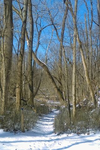 Snowy Path