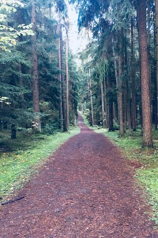 Hola: A Pathway to Nature's Embrace 🌲✨