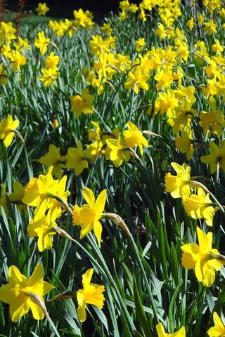 Golden Blooms of Spring 🌼✨