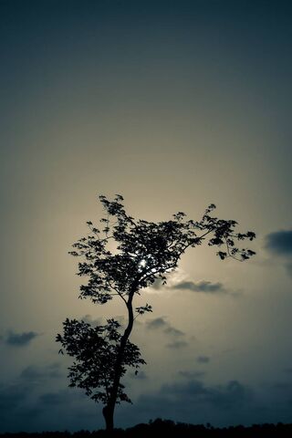 Moon Tree