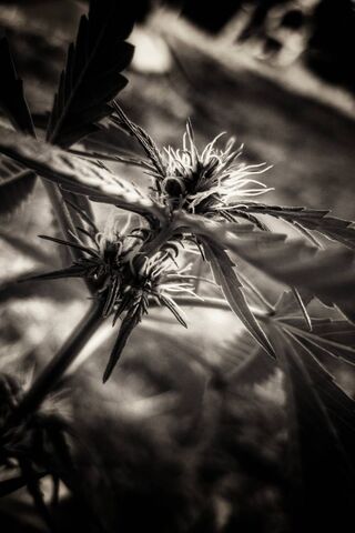 Germoglio di pianta di cannabis
