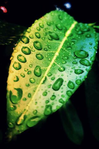 Morning Dew on Eos Fresh Leaf 🌿✨