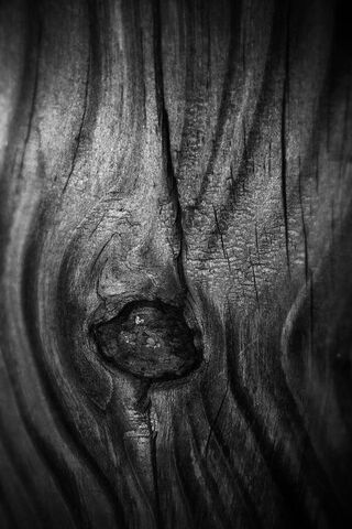 Whispers of the Forest 🌲✨