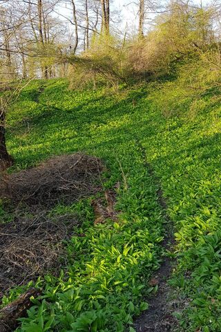 Nature's Pathway: The Footway of Greenery 🌿