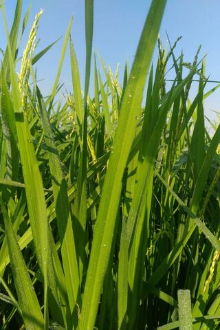 Lush Green Fields: Nature's Bounty 🌾🌞