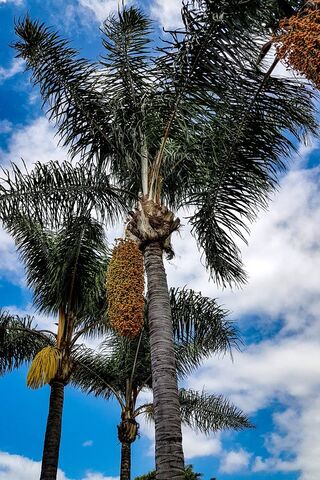 Tropical Serenity: The Beauty of Palmeras 🌴✨