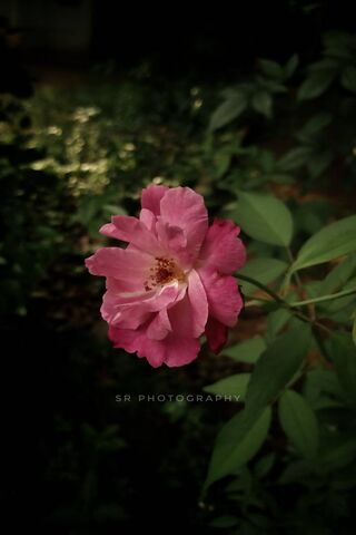 Blooming Serenity 🌸