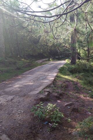 Serene Pathways of Murree 🌲🚶