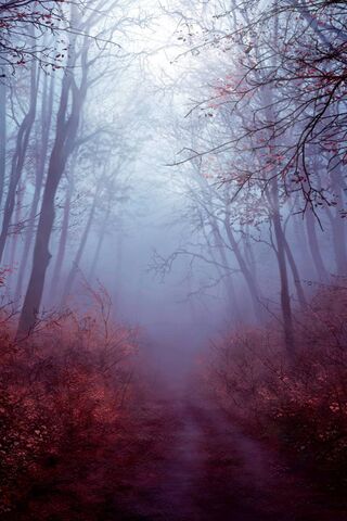 Enchanted Pathway Through the Mist 🌫️🌲