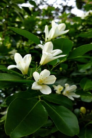 Whispers of Spring: The Delicate Blossom