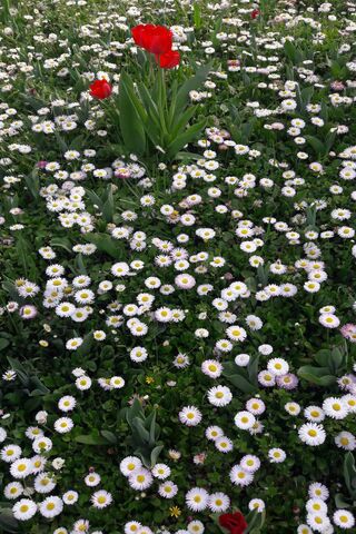 Blooming Serenity 🌼🌷