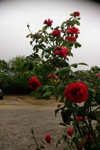Roses in Bloom: Nature's Elegance 🌹✨