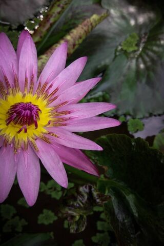 The Enchanting Nelum Flower: Nature's Water Lily 🌸💧