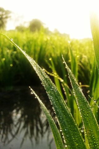 Morning Dew in the Paddy Field 🌾✨